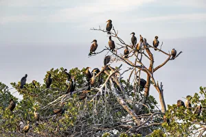 Ten Thousand Islands National W Prints: Double-crested cormorant rookery at Ten Thousand Islands National Wildlife Refuge in