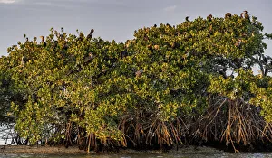 Images Dated 29th December 2020: Double-crested cormorant rookery at Ten Thousand Islands National Wildlife Refuge in