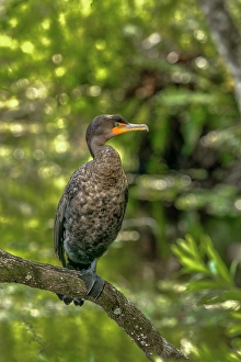 Prints of A double-crested cormorant shows off wonderful feather detail close-up Images Dated 2024 November: A double-crested cormorant shows off wonderful feather detail close-up