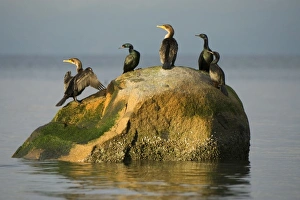 Chordate Prints: Double-crested cormorants, Phalacrocorax auritus, Stanley Park, British Columbia