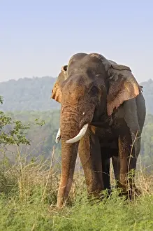 Double-masth Indian Elephant, Corbett National Park, India