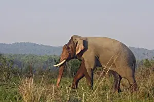 Corbett Prints: Double-masth Indian Elephant, Corbett National Park, India