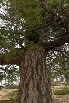 Images Dated 12th September 2024: Douglas fir (Pseudotsuga menziesii)