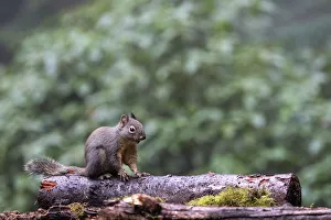 Animal Prints: Douglas Squirrel standing on a log