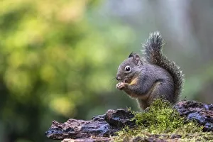 Animal Prints: Douglas Squirrel standing on a log eating a nut