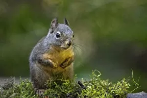 Douglas Squirrel standing on back paws on a moss-covered log