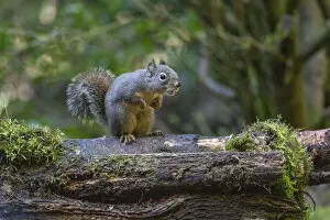 Douglas Squirrel vocalizing on a moss-covered log