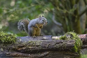 Copy Space Prints: Douglas Squirrel vocalizing on a moss-covered log