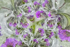 Doves Foot Geranium, Geranium molle, Columbia River Gorge, Oregon