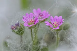 Doves Foot Geranium, Geranium molle, Columbia River Gorge, Oregon