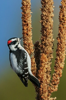 Seed Prints: Downy woodpecker looking for Mullen seeds in Montana