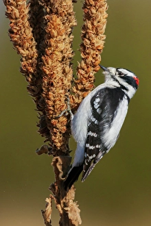 Seed Prints: Downy woodpecker looking for Mullen seeds in Montana