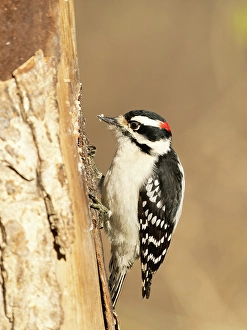 Images Dated 27th June 2024: Downy woodpecker, Pennsylvania, Usa