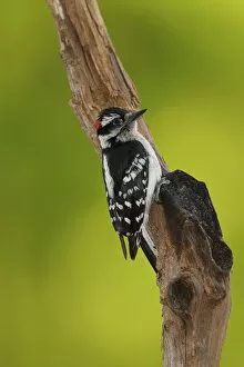 Images Dated 31st May 2004: Downy Woodpecker, Picoides pubescens