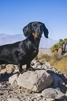 Images Dated 27th April 2019: Doxen in the desert