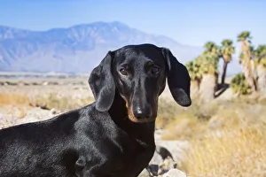 Dachshund Prints: Doxen in the desert