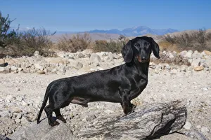 Images Dated 27th April 2019: Doxen in the desert