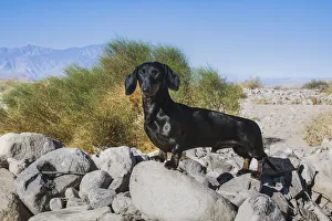 Images Dated 27th April 2019: Doxen in the desert