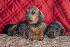 Sweet Prints: Doxen Puppies on log MR
