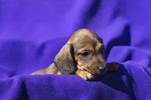 Dachshund Prints: Doxen Puppy