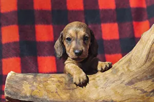 Images Dated 24th September 2019: Doxen Puppy