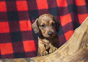 Images Dated 24th September 2019: Doxen Puppy