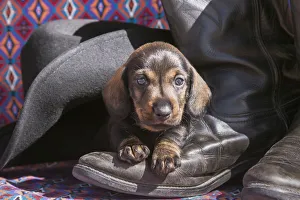 Sweet Prints: Doxen Puppy on cowboy boot MR