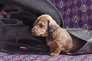 Images Dated 1st August 2013: Doxen puppy MR