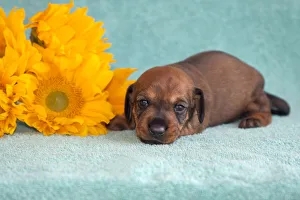 Dachshund Prints: Doxen puppy, MR