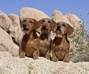 Sweet Prints: Doxens on boulders MR
