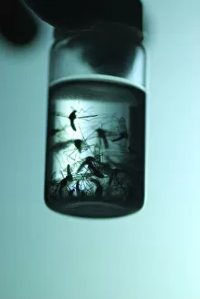 Images Dated 19th June 2007: Dr. John McLean collecting mosquitos in alcohol, attracting them using black light