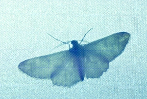 Images Dated 10th July 2007: Dr. John McLean using black light and mercury vapour to collect moths, mosquitos and beetles