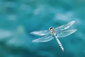 Close Prints: Dragon fly hoving over blue water in Ninepipes Wildlife Refuge, Montana