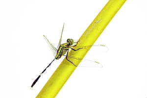 White Background Prints: Dragon fly insect on a yellow stem