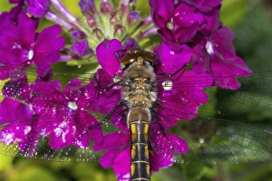 Images Dated 20th May 2005: Dragon Fly resting on Verbena, Sammamish Washington