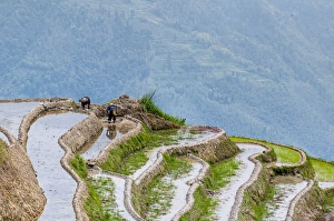 Terrace Prints: Dragon Spine Rice Terraces Longsheng, China