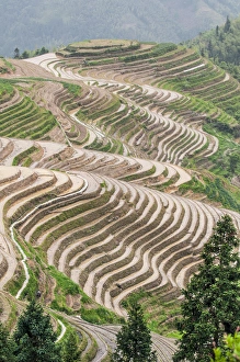 Images Dated 21st May 2012: Dragon Spine Rice Terraces Longsheng, China