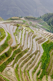 Images Dated 21st May 2012: Dragon Spine Rice Terraces Longsheng, China
