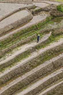 Dragon Spine Rice Terraces Longsheng, China
