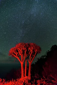 Bush Prints: A Dragon tree, Dracaena draco, under a starry sky. La Palma Island, Canary Islands, Spain