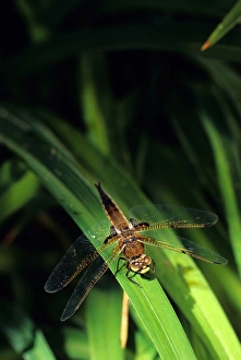 Images Dated 19th September 2006: Dragonfly
