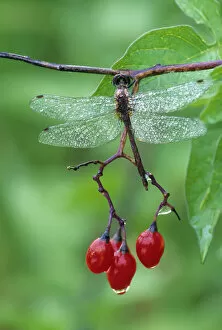 Images Dated 9th May 2007: Dragonfly on Branch. Credit as: Nancy Rotenberg / Jaynes Gallery / DanitaDelimont