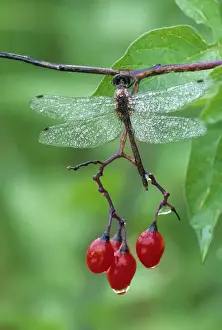 Silver Prints: Dragonfly on Branch. Credit as: Nancy Rotenberg / Jaynes Gallery / DanitaDelimont