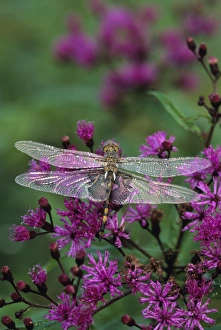 Nancy Rotenberg Prints: Dragonfly on Joe-Pye weed. Credit as: Nancy Rotenberg / Jaynes Gallery / DanitaDelimont