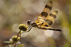 dragonfly, Loxahatchee NWR, Florida