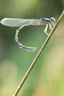 Images Dated 21st August 2005: Dragonfly, Unionville, Ontario
