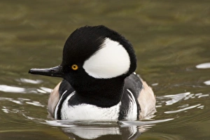 Images Dated 9th October 2005: A drake Hooded Merganser (Lophodytes cucullatus)