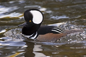 Images Dated 9th October 2005: A drake Hooded Merganser (Lophodytes cucullatus)