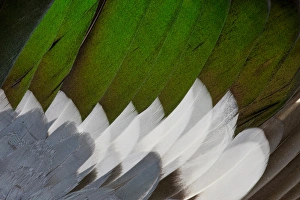 Fanned Out Prints: Drake Northern Shoveler wing feathers fanned out
