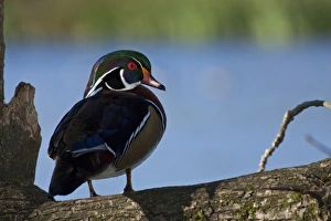 Images Dated 20th November 2005: A drake Wood Duck (Aix sponsa)